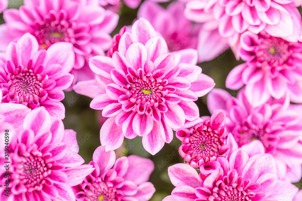 Beautiful chrysanthemum flower in garden for backdrop use Beautiful chrysanthemum flower in garden for backdrop use