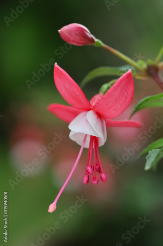 Fuchsie Fuchsia Garten Blume Frühling magenta lila weiß Nachtkerzengewächs Zierpflanze Nahaufnahme Makro Balkon Staubblätter Fruchknoten Stempel Bienen Pollen Nektar hängend