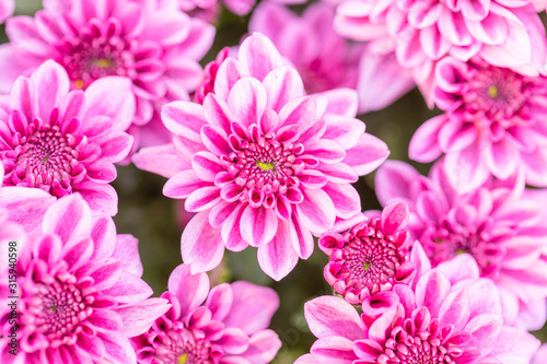 Beautiful chrysanthemum flower in garden for backdrop use