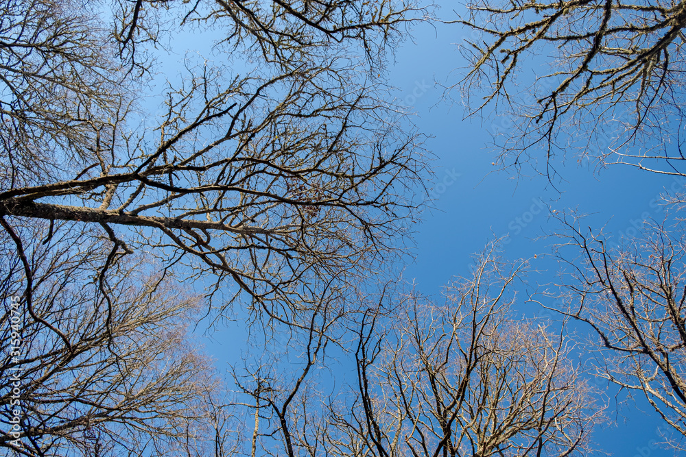 Oak forest on a sunny winter day. Galicia, Spain. Oak forest on a sunny winter day. Galicia, Spain.