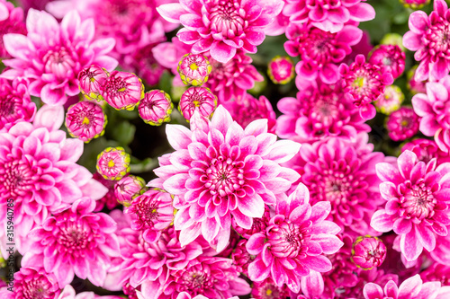 Beautiful chrysanthemum flower in garden for backdrop use