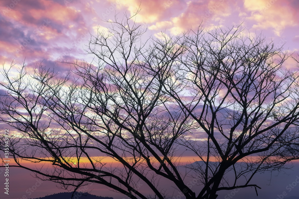Silhouette of dry tree with sunrise through the cloudy sky.