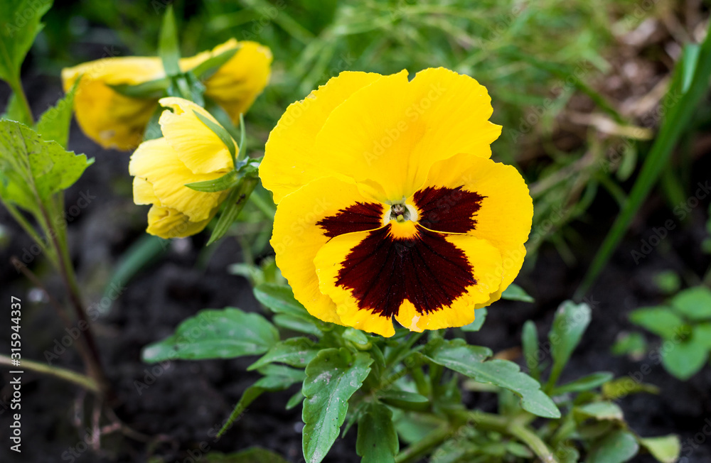 Yellow violet in the forest. Spring and summer flowers_ Yellow violet in the forest. Spring and summer flowers_