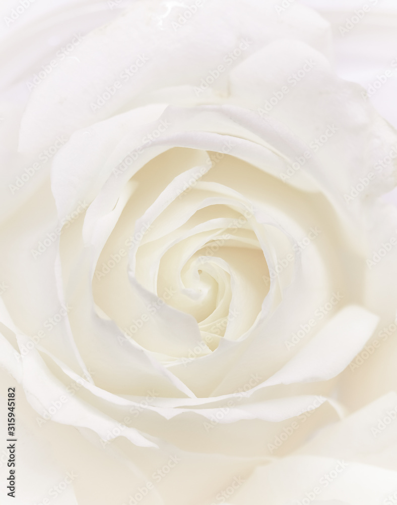 Soft focus, abstract floral background, white rose flower. Macro flowers backdrop for holiday brand design