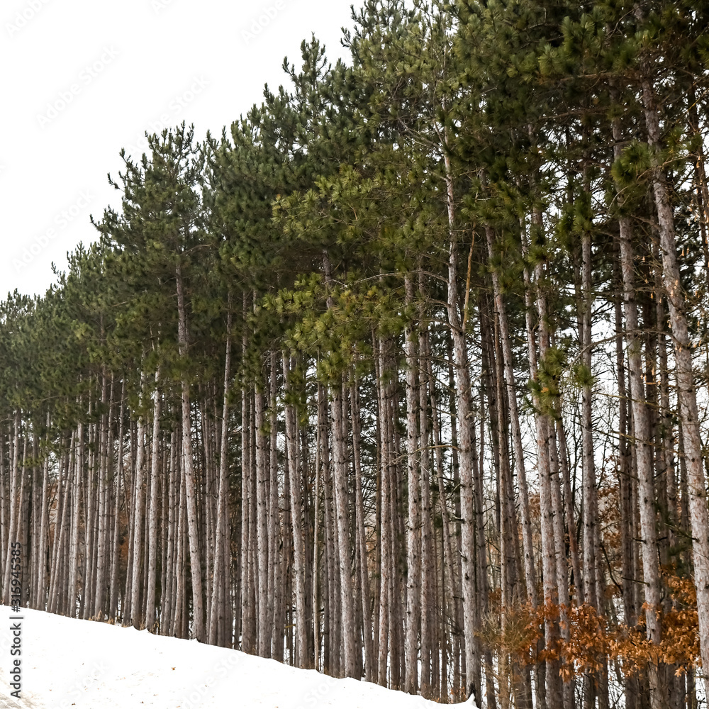 Fototapeta premium winter snow trees and farmland