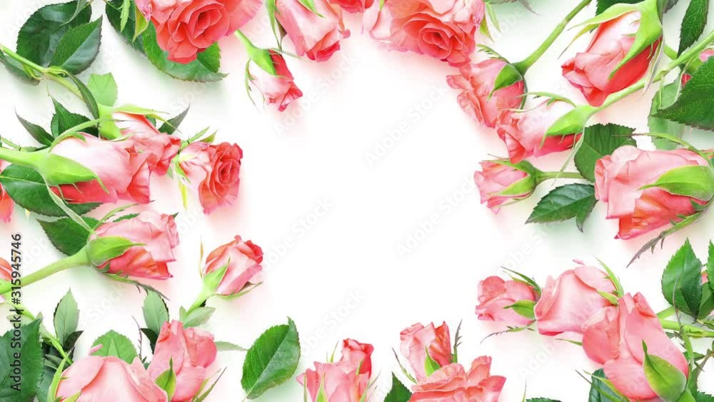 Animated pink roses foreground with white backdrop, spinning in ...