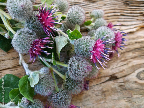 Burdock thorny purple flower, green buds and leaves in herbal garden. Blooming medicinal plant burdock (Arctium lappa, greater burdock, edible burdock, beggar's buttons, thorny burr, happy major). 