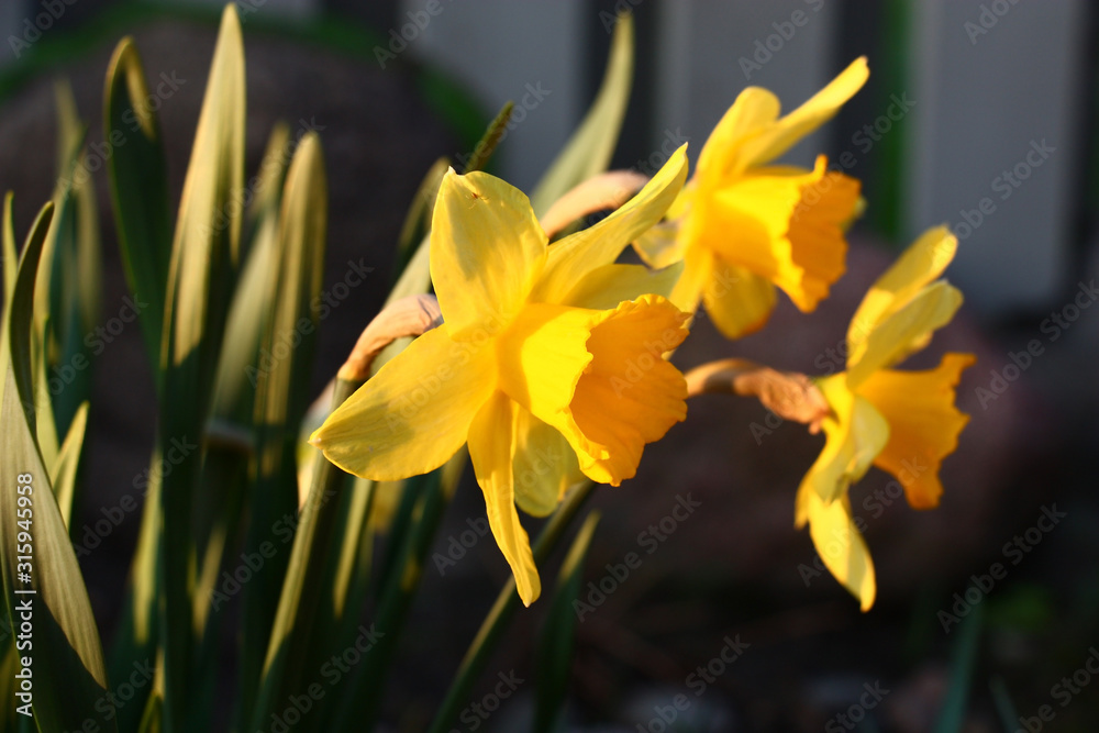 Three yellow flowers and leaves of a narcissus in sunshine of the spring evening sun. Three yellow flowers and leaves of a narcissus in sunshine of the spring evening sun.