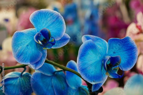 blue orchids with blue veins close up