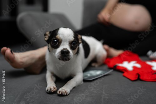 bright color hair chihuahua dog.Pet.dog poses, a series of photos with a chihuahua. A pet is sitting at home infront pregnant woman . Well-groomed thoroughbred dog. Portrait of a dog. Pet at home.