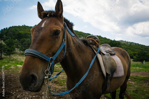 Beautiful brown harnessed horse. Summer day. Mountainous area
