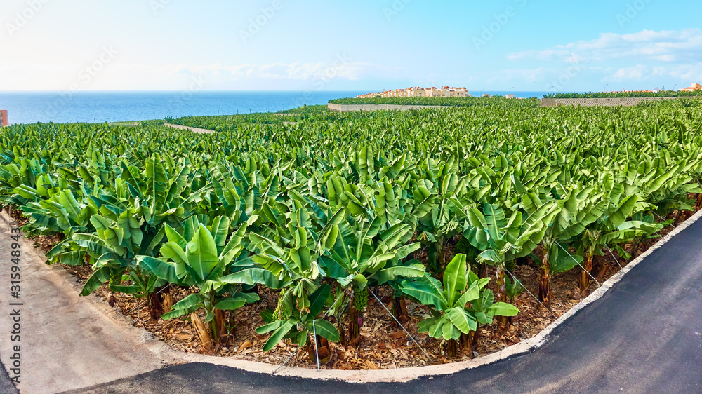 Naklejka premium Banana plantation in Tenerife