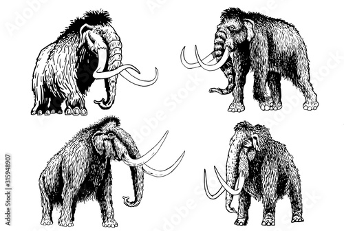 Graphical set of mammoth isolated on white background,vector illustration