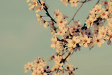 Beautiful tree branch with spring blossoms, close up.