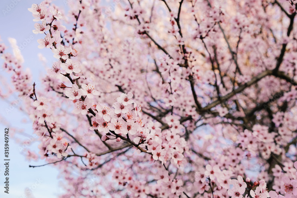 Beautiful pink cherry tree blossoms. Flowers in bloom, springtime. Beautiful pink cherry tree blossoms. Flowers in bloom, springtime.