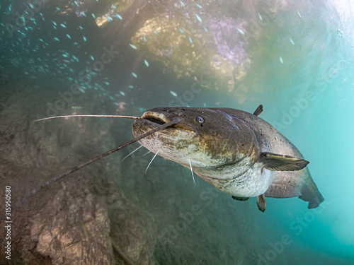 Catfish in lake Bled