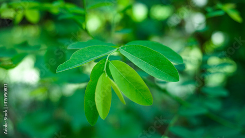 Fresh Green Moringa leaves