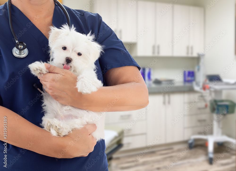 Female Doctor or Nurse Veterinarian with Small Puppy In Office - obrazy, fototapety, plakaty 