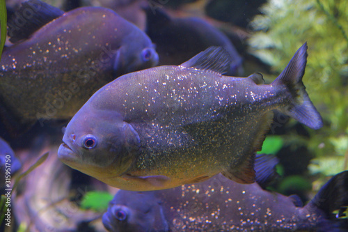 Red bellied piranha in a aquario - Pygocentrus nattereri photo