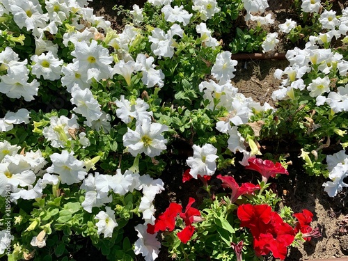 Petunia flowers in the garden photo