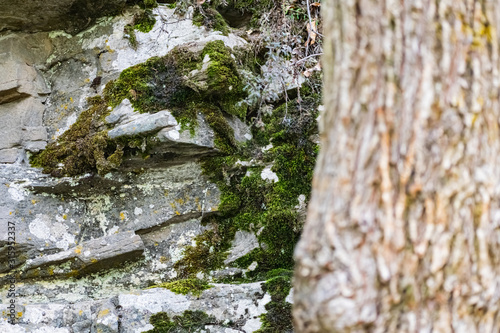 Zaitsev rocks in the Rostov region in Krasnosulinsky district, stone natural structures of large size, green and damp mosses among the vegetation, unusual species for walking. photo