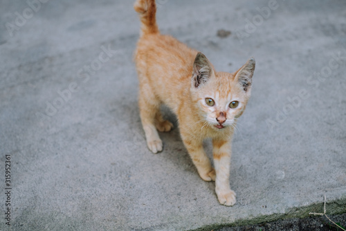 Closeup of orange colored kitten looking up on concrete floor. Selective focus. Copy space. © Lisyl