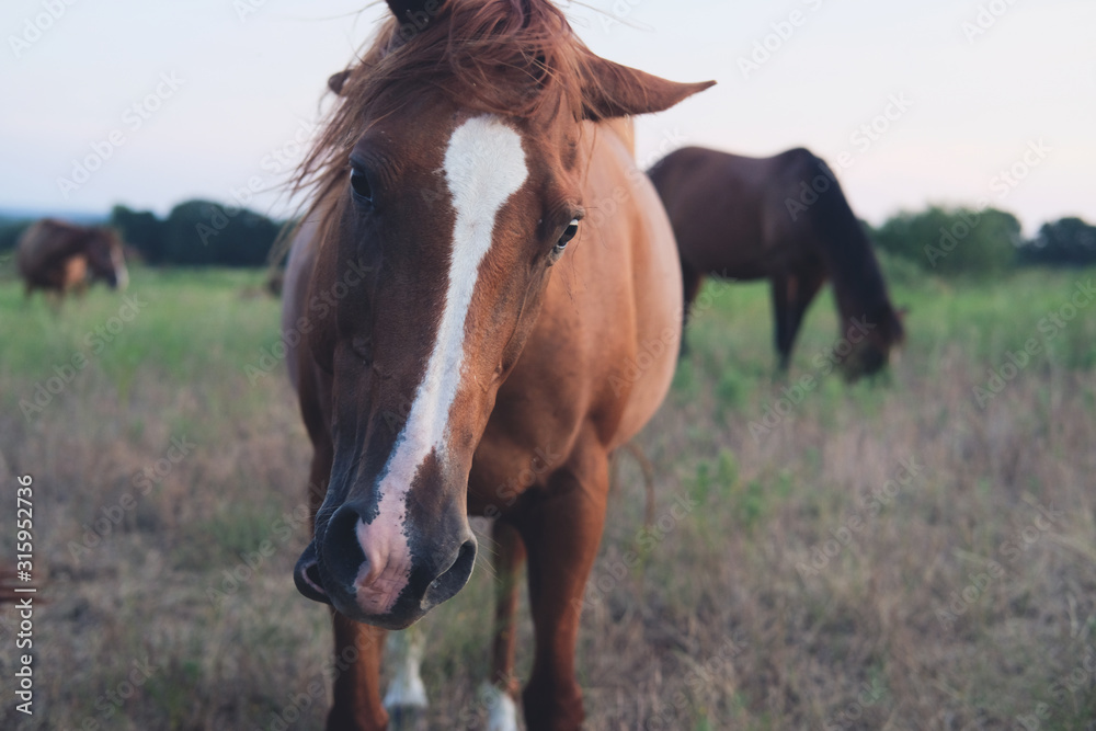 Fototapeta premium Funny horse face shows mare shaking head from rural pasture.