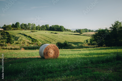 Fototapeta hay rollers. grass. field harvesting