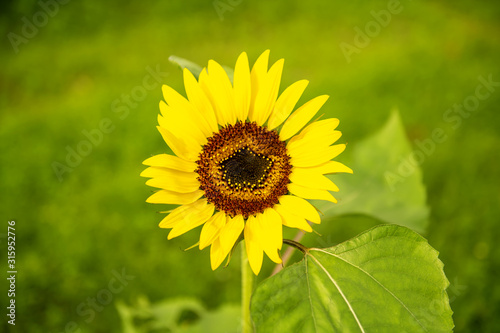 The Sunflower blossom in the morning  in the fresh air  feel the freshness