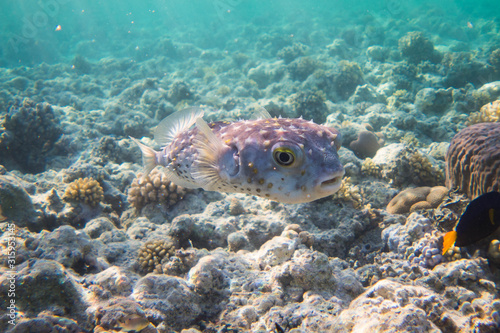 Puffer Fish  Blow Fish  Tetraodontidae  swimming through the beautiful coral reefs of egypts red sea close to Marsa Alam