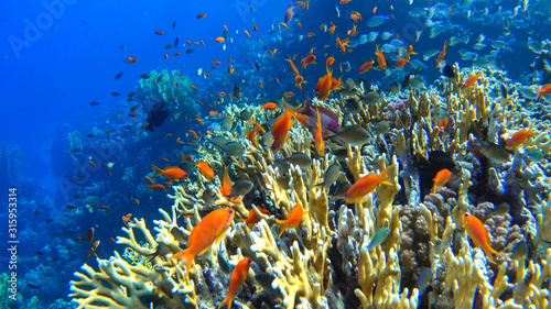 Fototapeta Naklejka Na Ścianę i Meble -  Beatiful coral reefs of egypts red sea close to Marsa Alam