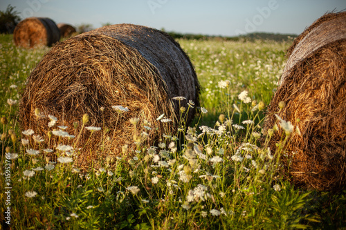 Fototapeta hay rollers. grass. field harvesting