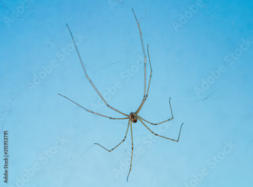 Macro photo of daddy long legs spider (Phalangium opilio). The spider is in its web, hanging down. Blue background.