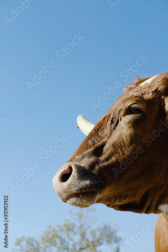 Longhorn cow vertical portrait of face close up, blue sky background © ccestep8