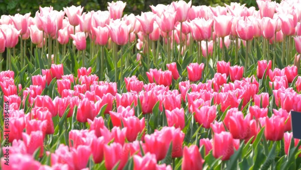 Beautiful mix of bright pink and white tulips in the world famous royal park Keukenhof. Tulip field close up view Netherlands, Holland Beautiful mix of bright pink and white tulips in the world famous royal park Keukenhof. Tulip field close up view Netherlands, Holland