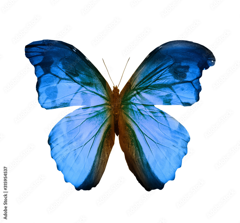 Fototapeta premium Color butterfly , isolated on white background