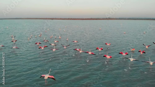 Aerial above top view of flock flamingos in salt lake waters, lot of beautiful birds with bright pink and black colors feather. Early morning. Torrevieja. Costa Blanca. Spain