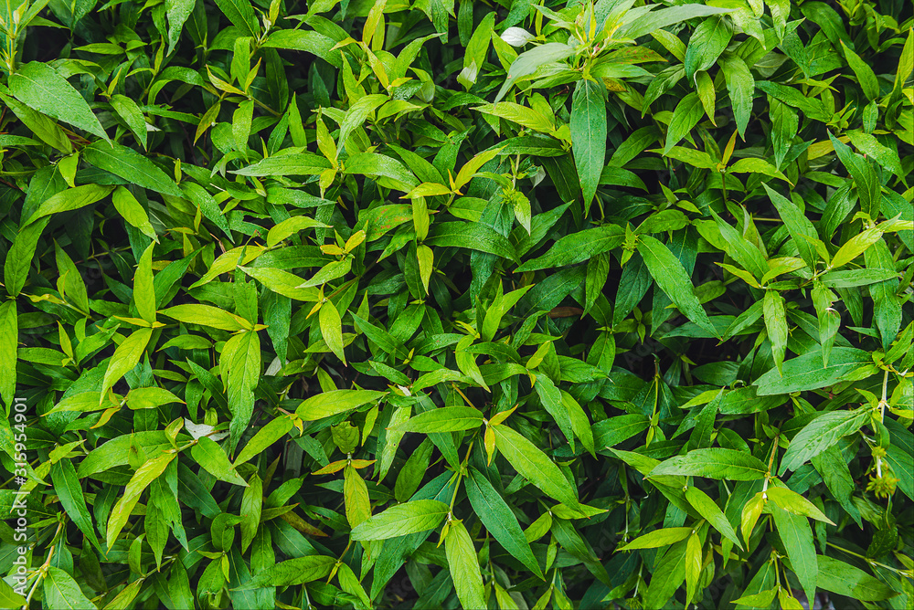 Closeup Green leaves Texture Closeup Green leaves Texture
