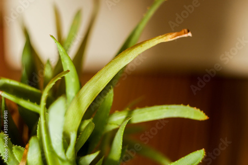 Close up sick aloe plant. Evergreen plant for home gardening 