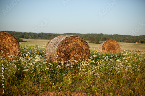 hay rollers. grass. field harvesting