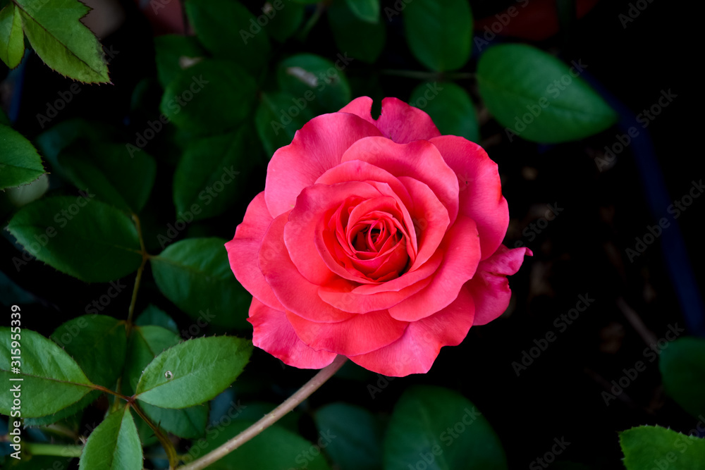 Beautiful roses flower for decoration in garden. Beautiful roses flower for decoration in garden.