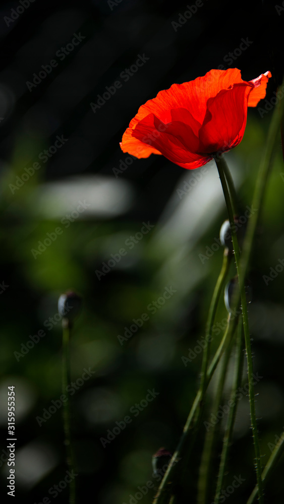 Fragile, delicate creature.A living embodiment of the fantasy of nature.Natural and beautiful.Creating a mood.In the garden blossom poppies.A bright red poppy, attracts bees.Delicate, red in the garde Fragile, delicate creature.A living embodiment of the fantasy of nature.Natural and beautiful.Creating a mood.In the garden blossom poppies.A bright red poppy, attracts bees.Delicate, red in the garde