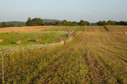 Εκτύπωση καμβά hay rollers. grass. field harvesting