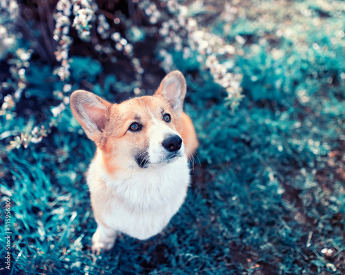 portrait of a cute red dog puppy Corgi looks out from behind the branches of ...