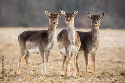 Three fallow deer, dama dama, hinds on a meadow looking attentively. Wild mammals with brown fur, big ears and eyes standing close together in nature.