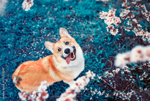 cute red Corgi dog puppy sitting on the green grass in the may garden with br...