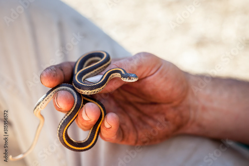 Fotografie snake in hand