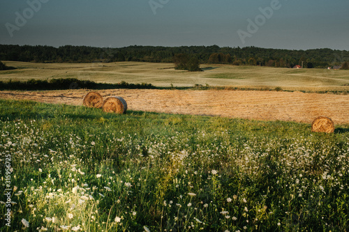 hay rollers. grass. field harvesting
