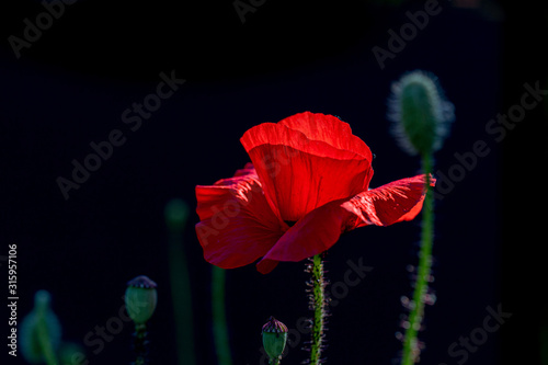 Red poppy flower on black background.