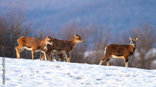 Herd of wild mouflons, ovis musimon, walking together on snow covered field in winter. Group of animals migrating united together in cold weather in nature at sunset.